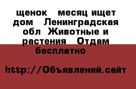 щенок 1 месяц ищет дом - Ленинградская обл. Животные и растения » Отдам бесплатно   